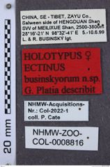 Etikette zu Ectinus businskyorum (NHMW-ZOO-COL-0008816)